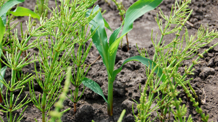 Korovi sve veći problem zbog dušičnih gnojiva i klimatskih promjena?