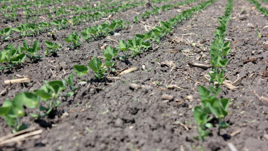 Zašto se kaže da mahunarke hrane tlo? Evo četiri razloga