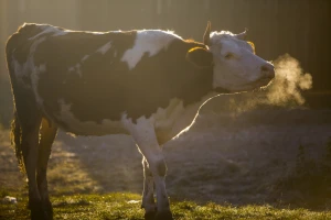 Koje domaće životinje mogu da istrpe niže temperature, a na šta ipak paziti?