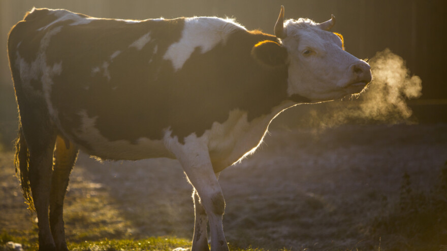 Koje domaće životinje mogu otrpjeti niže temperature, a na šta ipak paziti?
