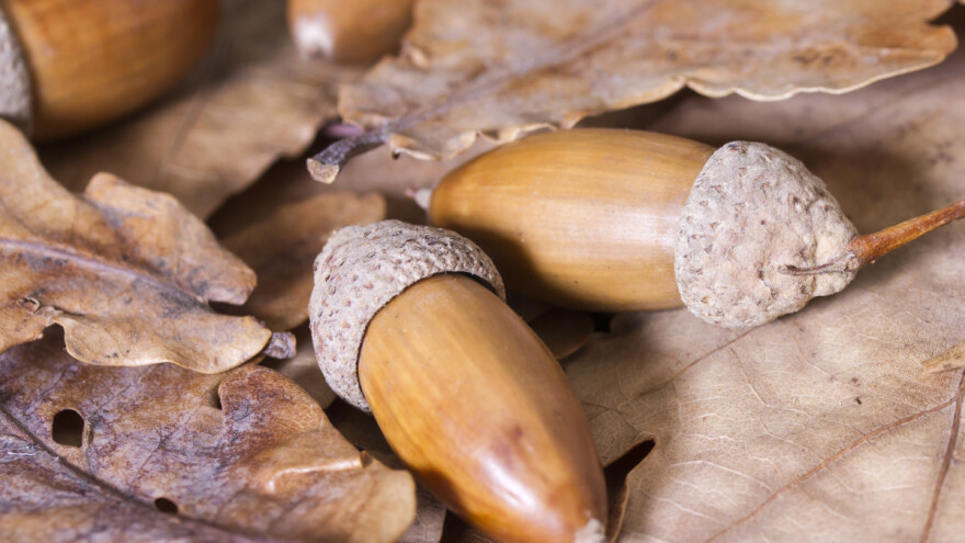 Kafa od žira - lekovita, jednostavna za pripremu i ekonomična