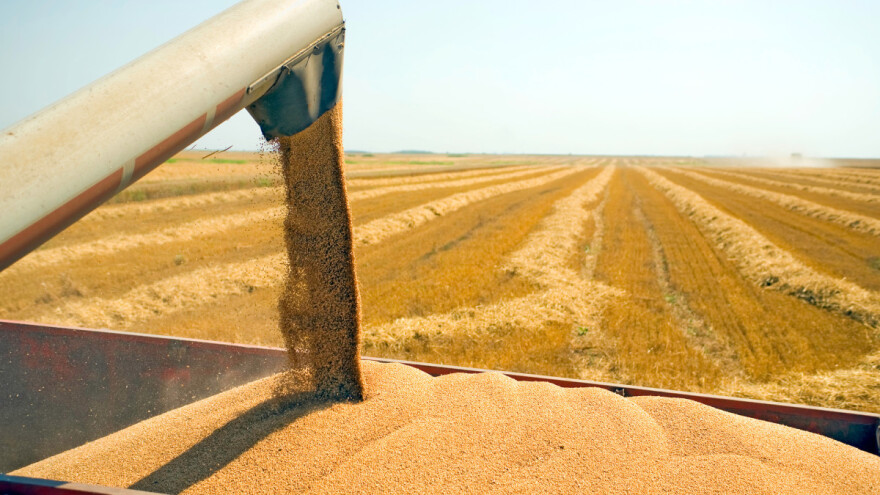 Rusija očekuje najveću žetvu pšenice dosad?