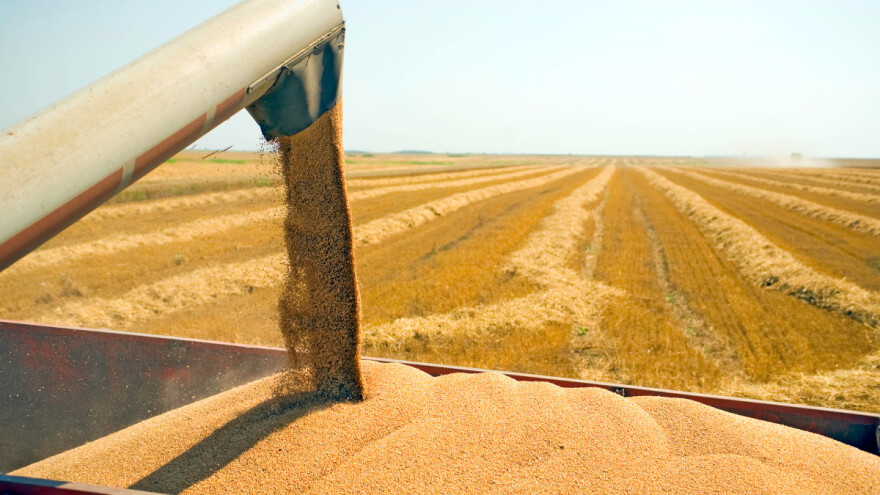 Rusija očekuje najveću žetvu pšenice dosad?