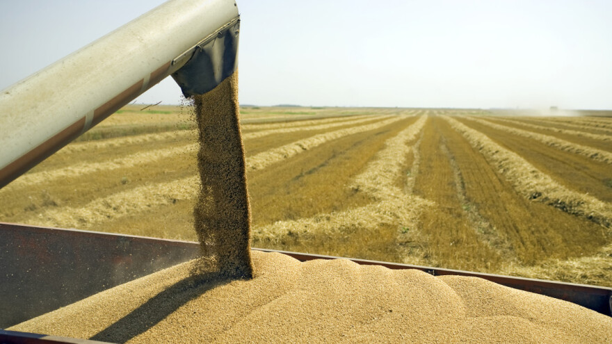 Bune se poljski poljoprivrednici: Jeftine ukrajinske žitarice ruše cenu domaćim