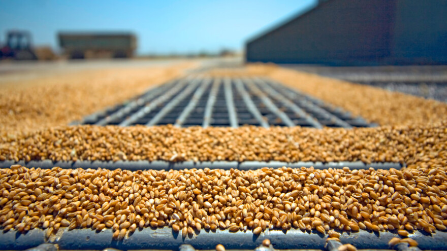 Padaju cijene žitarica na svjetskim tržištima - koji su razlozi?