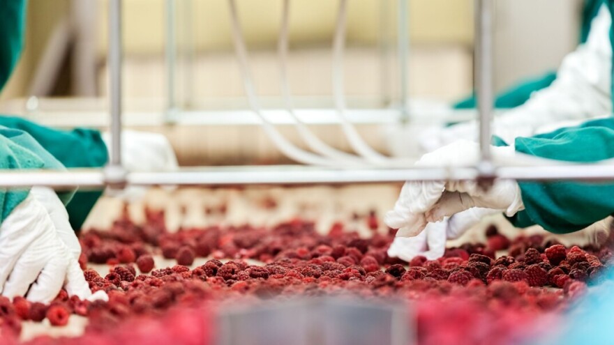 Opada prinos i kvalitet malina u Srbiji