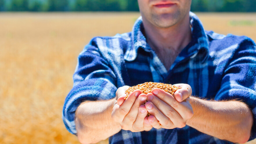 Zahuktala se žetva pivarskog ječma, pred vratima je žetva pšenice, a otkupna cijena?