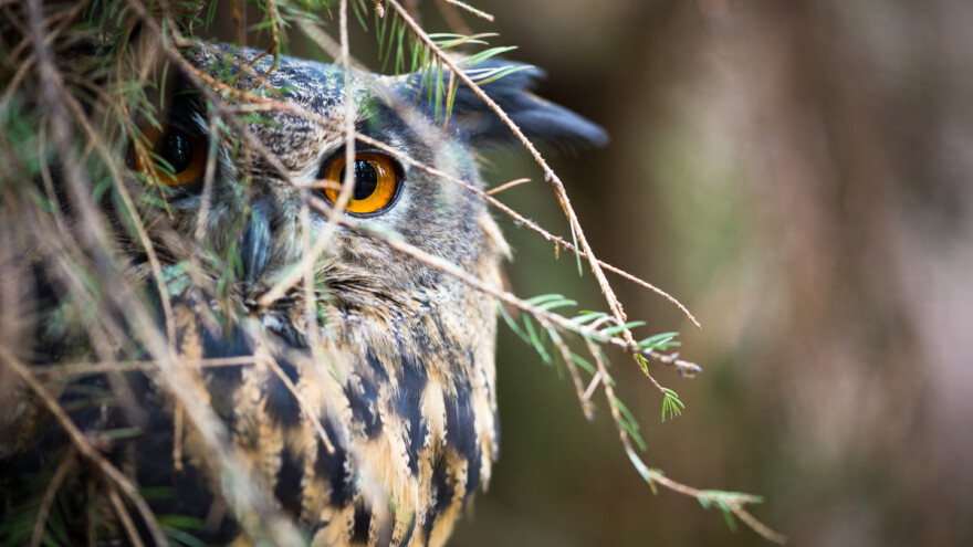 Sove ušare postale jedan od vodećih predatora u Dalmatinskoj zagori?