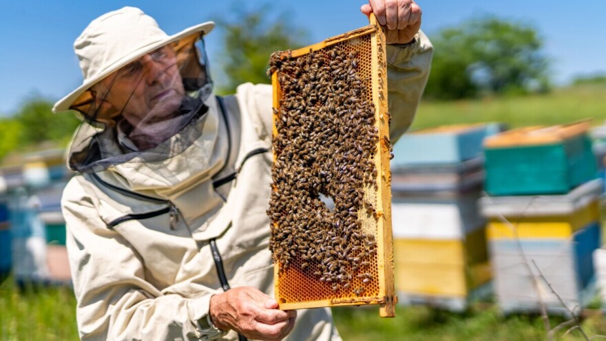 Radovi u pčelinjaku tokom maja