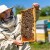 Radovi u pčelinjaku tijekom svibnja