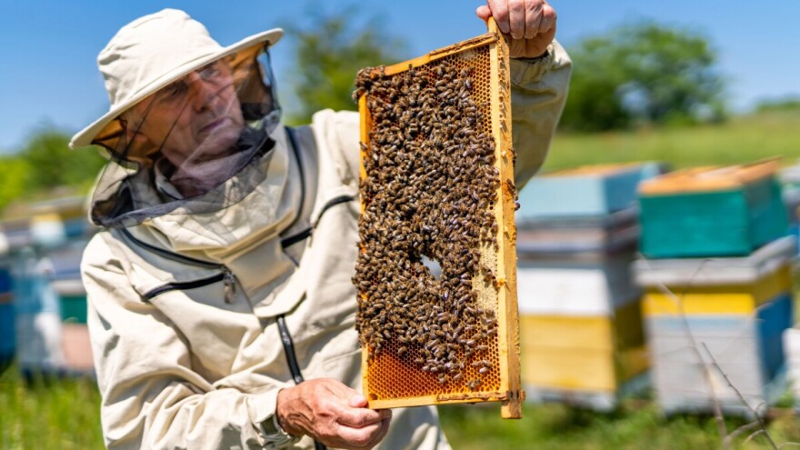 Radovi u pčelinjaku tijekom svibnja