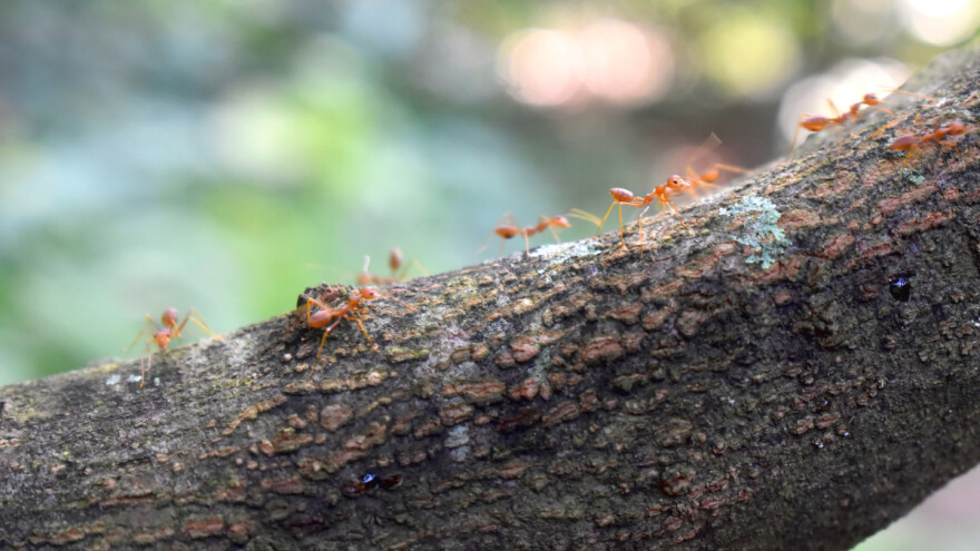 Kako zaštititi krošnju voćaka od mrava? Lepljivim pojasem