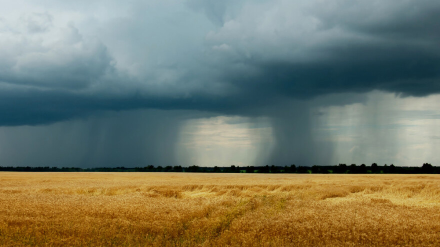 Velikog svetskog izvoznika pšenice pogodilo jako nevreme, a tek su na pola žetve