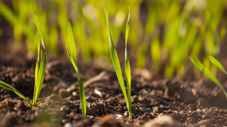 Završena jesenja sjetva - na šta obratiti pažnju u narednom periodu?
