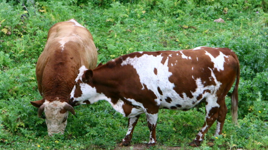 Šta utiče na reproduktivni poremećaj kod krava?