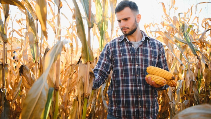 Berba kukuruza - ne sme da bude ni prerana ni prekasna