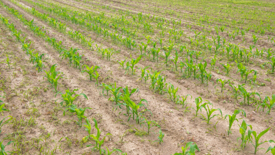 Najveća žitnica BiH vapi za vodom - u kakvom su stanju pšenica i kukuruz?