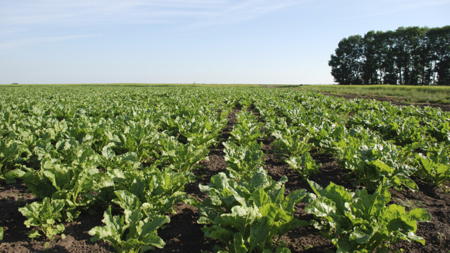 Proizvođači šećerne repe oprez - uočena pegavost lista. Neophodna zaštita useva