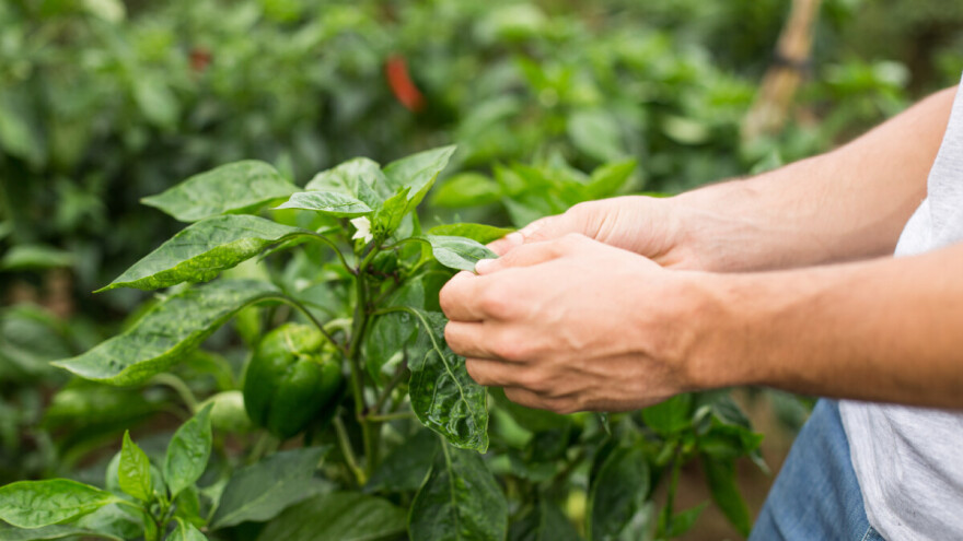 Nije svejedno kakva gnojiva koristite za usjeve - kako izabrati kvalitetno eko gnojivo?