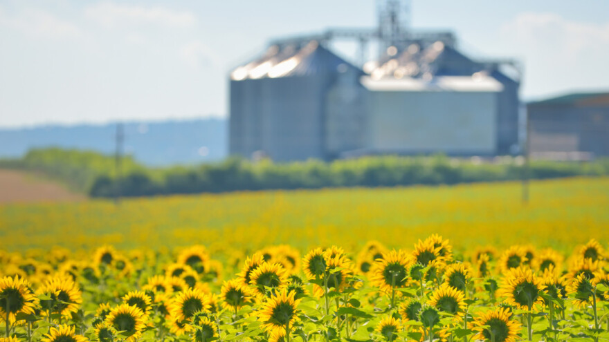 Manja proizvodnja suncokreta u Ukrajini - veće površine u Srbiji?