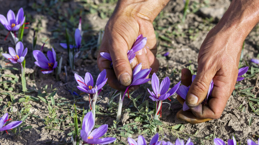 U Sarajevu predavanje o proizvodnji najskupljeg začina na svijetu