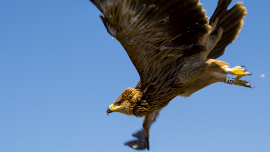 Ponovo lete banatskim Potisjem