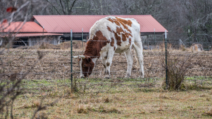 Obavljena ispitivanja: Manje metana u proljetnoj ispaši?