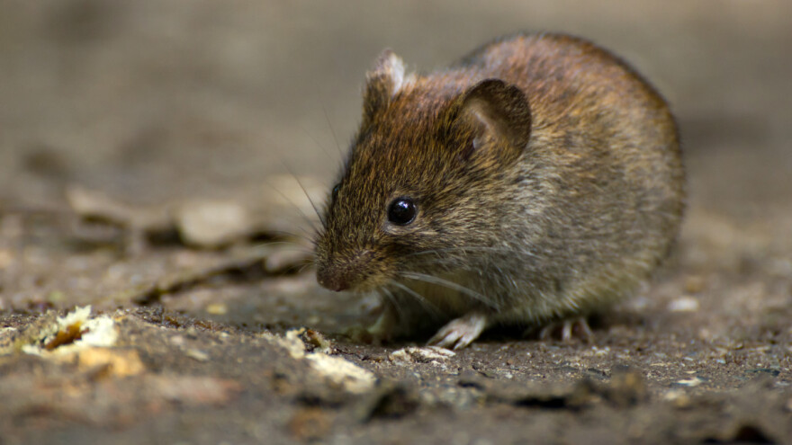Pored ptica i medveda, štetu u pčelinjacima prave i miševi: Kako ih sprečiti?