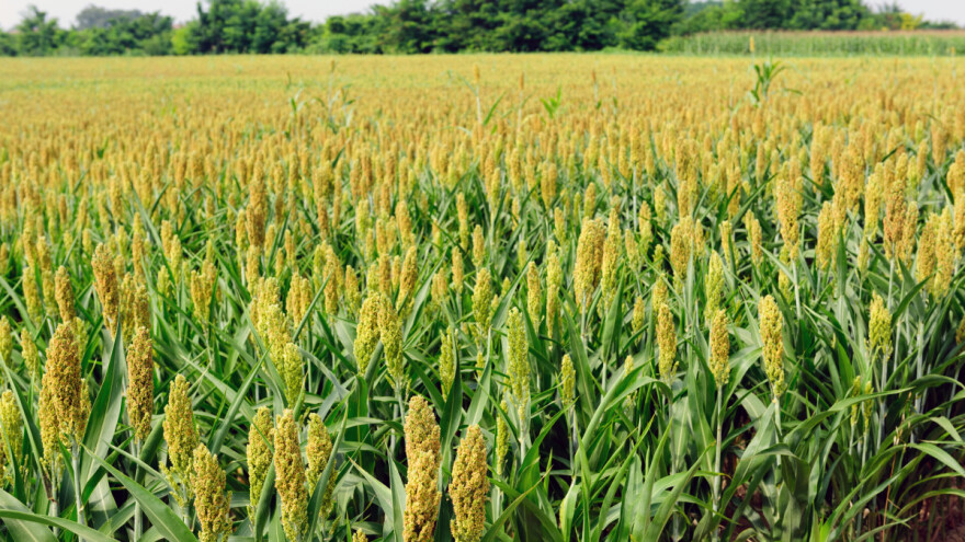 Sirak umjesto kukuruza? U Francuskoj se odupire suši