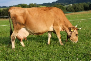 Krava Lena doji jagnjad, a Rasti ždrebe