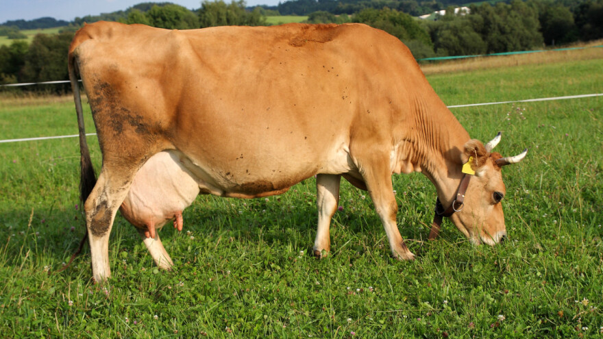 Krava Lena doji janjad, a Rusty ždrijebe