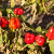 Zeleno venuće paprike: Koje mjere prevencije i suzbijanja primijeniti?