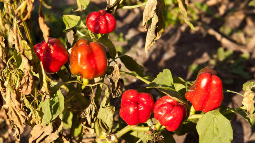 Zeleno uvenuće paprike: Koje mere prevencije i suzbijanja primeniti?