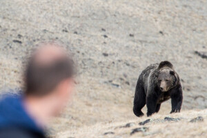 Odobren odstrel mrkog medvjeda, uskoro lov na komercijalnoj osnovi