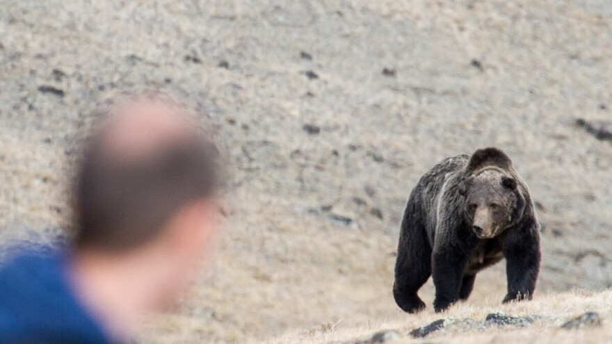 Odobren odstrel mrkog medvjeda, uskoro lov na komercijalnoj osnovi
