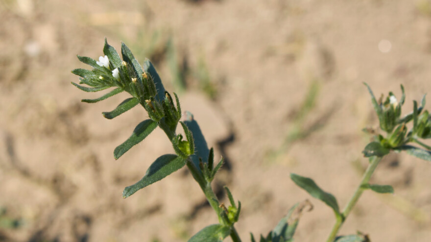 Poljsko vrapseme: Kako ulje iz korova može pomoći u lečenju hroničnih bolesti?