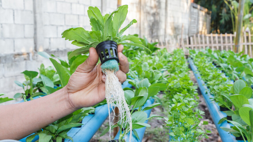 Povrće uzgajaju na starim madracima - bez zemlje i s do 80% manje vode