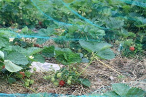 Umjesto pesticida: Objavljena baza podataka za integrirano upravljanje štetnicima