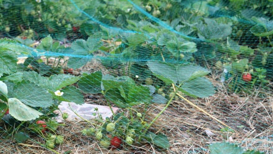 Umjesto pesticida: Objavljena baza podataka za integrisano upravljanje štetočinama