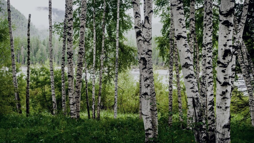 Do sredine veljače traje prijava stručnog nadzora za drvenaste kulture kratkih ophodnji