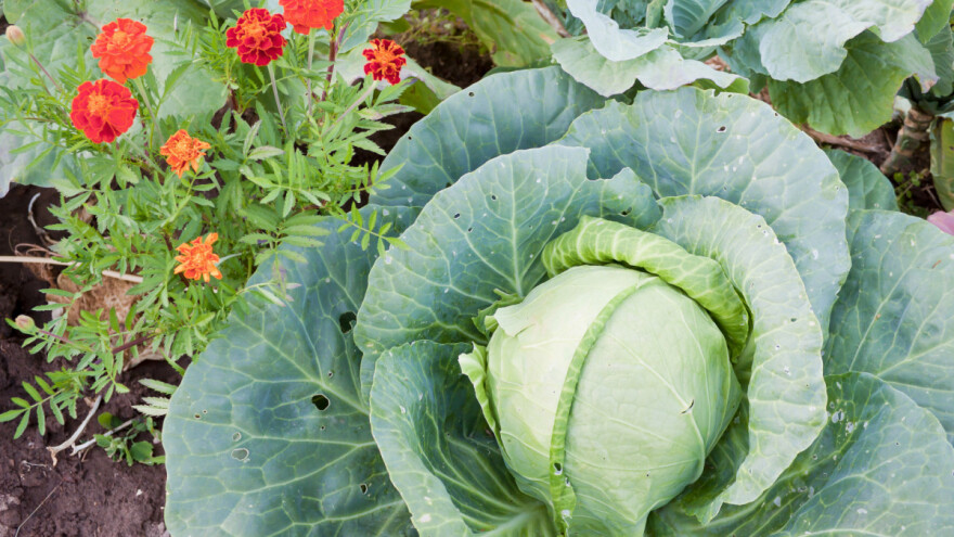 Nematode korijena su opasne štetočine - kako ih spriječiti i suzbiti?