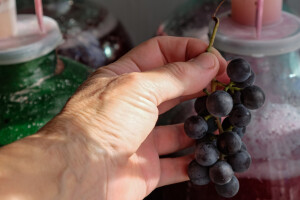 Kako se pravi vermut - nekada su ga smatrali ljekovitim?