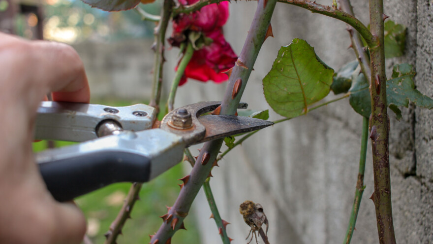 Kako uzeti reznice ruža i gdje ih posaditi?