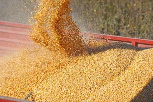Na Produktnoj berzi kukuruz 16, a pšenica 18,9 dinara za kilogram