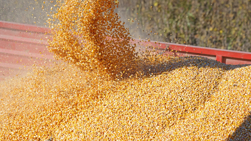 Na Produktnoj berzi kukuruz 16, a pšenica 18,9 dinara za kilogram