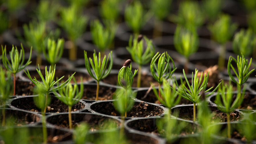 Objavljeni nacrti pet novih pravilnika iz oblasti šumskog reprodukcionog materijala