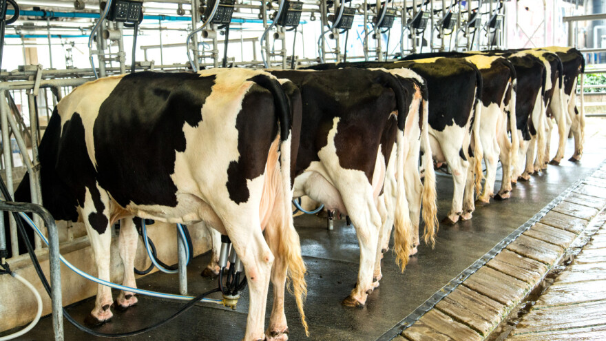 Mljekarstvo i skladišta za žitarice: Što stoji u nacrtima natječaja vrijednim 300 milijuna kuna?