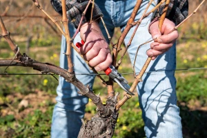 Rezidba vinove loze bi ove godine mogla doći ranije, na šta paziti?
