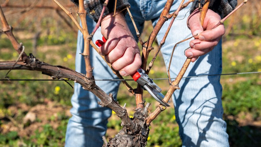 Rezidba vinove loze bi ove godine mogla doći ranije, na što paziti?