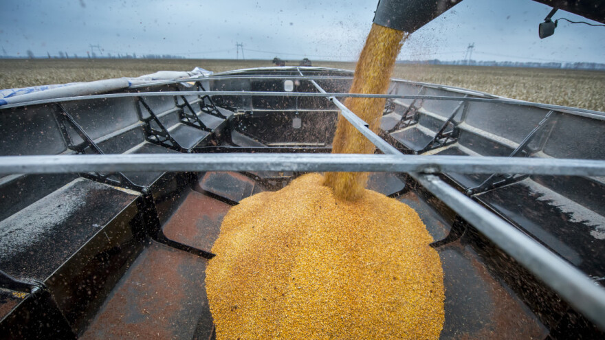 U upotrebi sedam novih GMO sorti - odobrila Evropska komisija